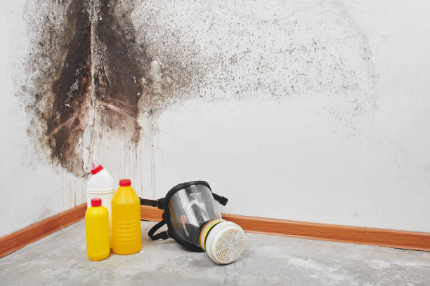 Best Crawl Space Mold Remediation in Tusculum, TN
