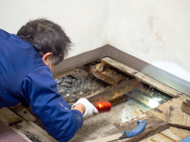 Best Residential Mold Remediation in Tusculum, TN