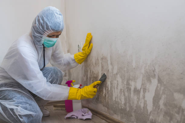 Best Post-Flood Mold Remediation in Tusculum, TN