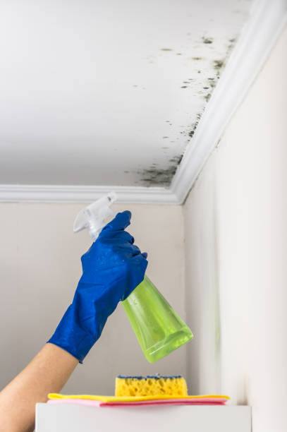 Best Kitchen Mold Remediation in Tusculum, TN